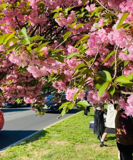 du-lich-my-mua-hoa-anh-dao